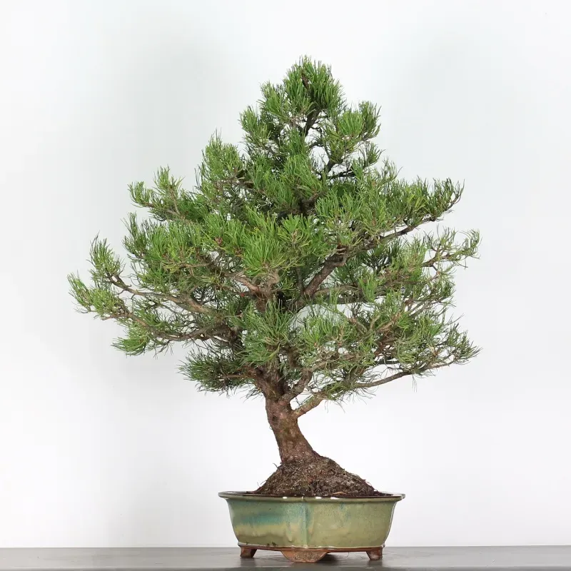 mugo pine bonsai – 30 years old (90 cm) mugo pine bonsai – 30 years old (90 cm)