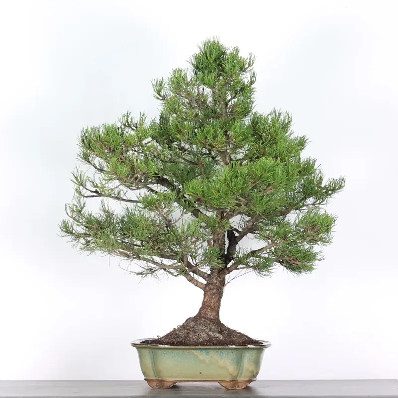 mugo pine bonsai – 30 years old (90 cm) mugo pine bonsai – 30 years old (90 cm)