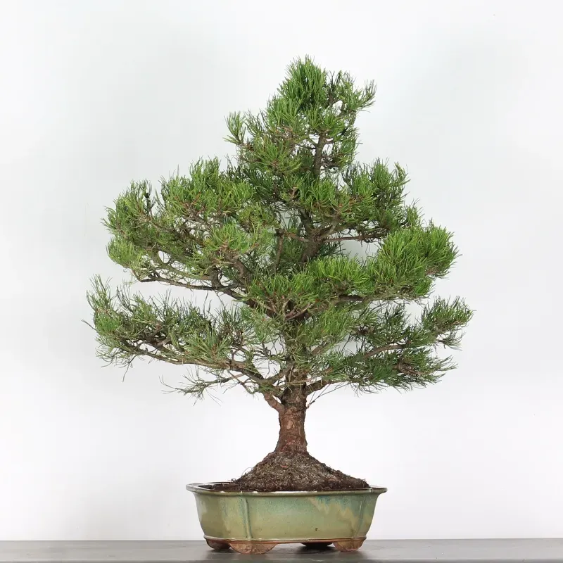 mugo pine bonsai – 30 years old (90 cm) mugo pine bonsai – 30 years old (90 cm)