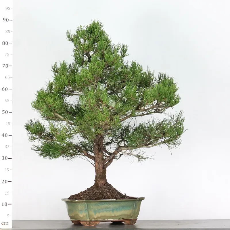 mugo pine bonsai – 30 years old (90 cm) mugo pine bonsai – 30 years old (90 cm)