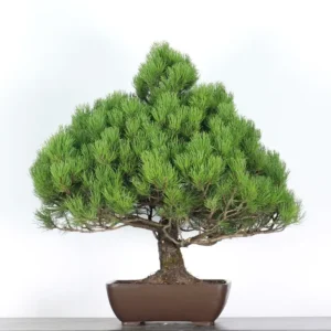 mugo pine bonsai – 30 years old (85 cm)