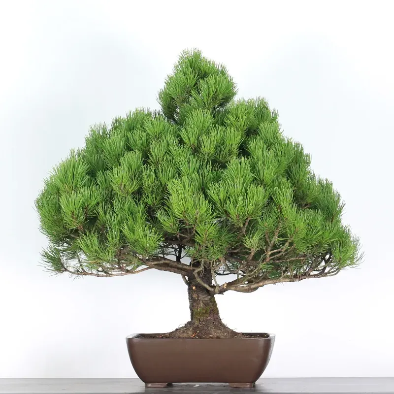 mugo pine bonsai – 30 years old (85 cm) mugo pine bonsai – 30 years old (85 cm)