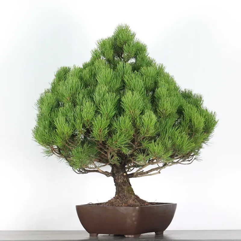 mugo pine bonsai – 30 years old (85 cm) mugo pine bonsai – 30 years old (85 cm)