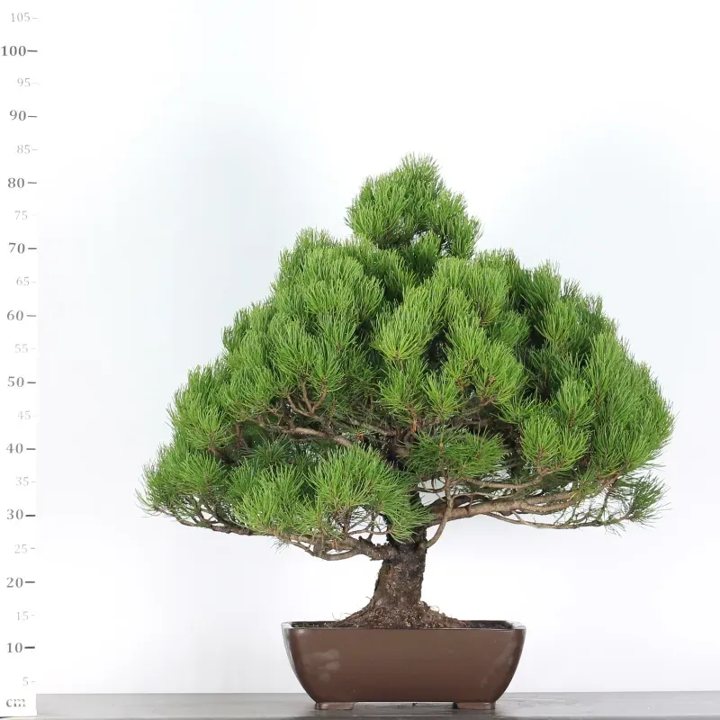 mugo pine bonsai – 30 years old (85 cm) mugo pine bonsai – 30 years old (85 cm)