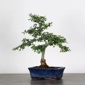 chinese elm bonsai “ulmus parvifolia” – 12 years old (35 cm)