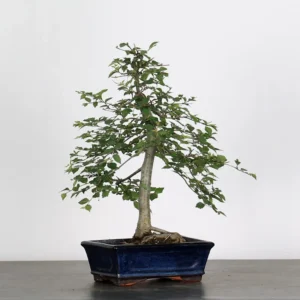 chinese elm bonsai “ulmus parvifolia” – 15 years old (40 cm)
