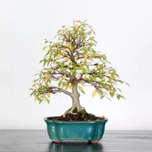 siberian elm bonsai “ulmus pumila” – 15 years old (40 cm)