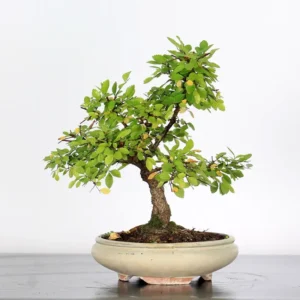 siberian elm bonsai “ulmus pumila” – 15 years old (37 cm)