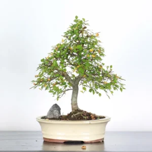 siberian elm bonsai “ulmus pumila” – 15 years old (44 cm)