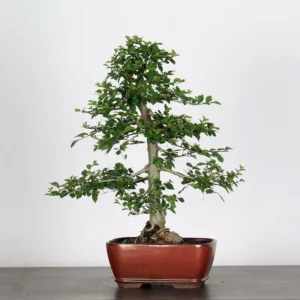 chinese elm bonsai “ulmus parvifolia” – 15 years old (48 cm)