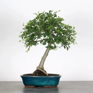 chinese elm bonsai “ulmus parvifolia” – 15 years old (40 cm)