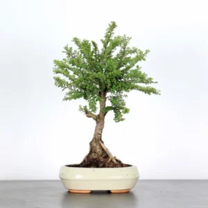 ulmus parvifolia “suberosa” – corky chinese elm bonsai (10 years, 45 cm)