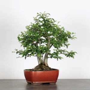 ulmus parvifolia – chinese elm bonsai (15 years, 45 cm)