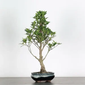 ficus bonsai – indoor/outdoor (10 years, 45 cm)