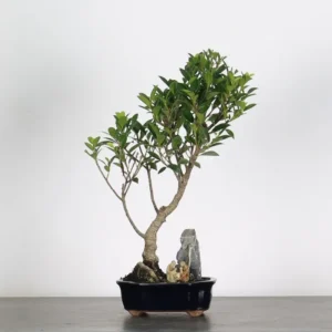 ficus bonsai – evergreen indoor/outdoor bonsai (10 years, 45 cm)