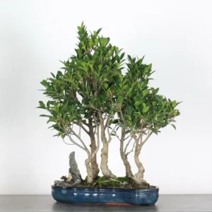 ficus bonsai – evergreen indoor bonsai (10 years, 55 cm)