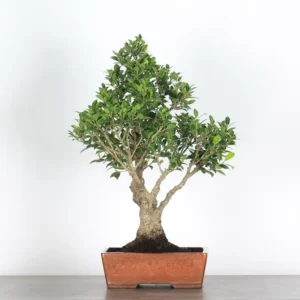 ficus nitida bonsai – 25 year mature indoor/outdoor evergreen