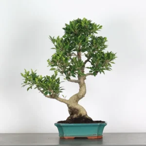 ficus nitida bonsai – 25 year old mature evergreen (55 cm)