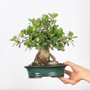 panda ficus bonsai – 30 year old shohin (30 cm)