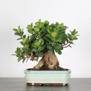 panda ficus bonsai – 30 year old shohin (28 cm)