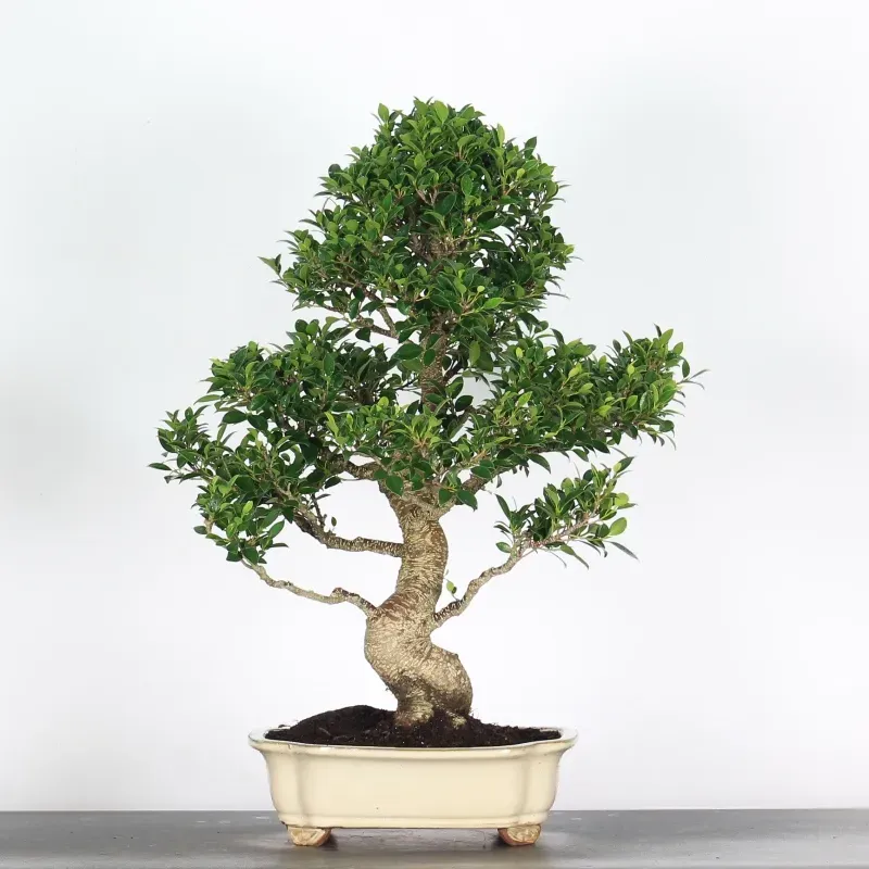 ficus bonsai – 25 year old (68 cm) ficus bonsai – 25 year old (68 cm)