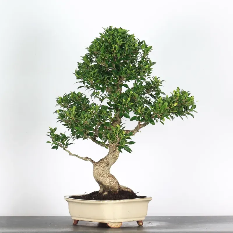 ficus bonsai – 25 year old (68 cm) ficus bonsai – 25 year old (68 cm)