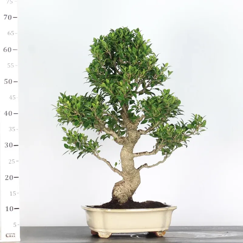 ficus bonsai – 25 year old (68 cm) ficus bonsai – 25 year old (68 cm)
