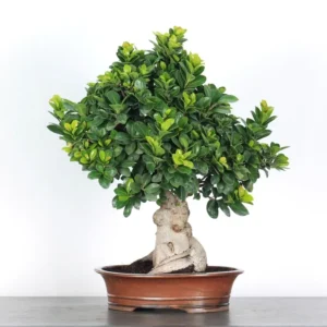 ficus microcarpa “ginseng” – 25 year old (55 cm)